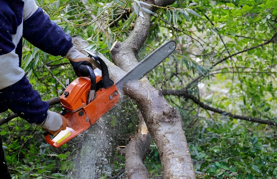 Tree pruning service