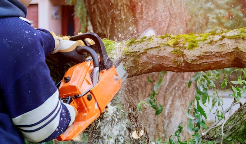 Tree pruning service
