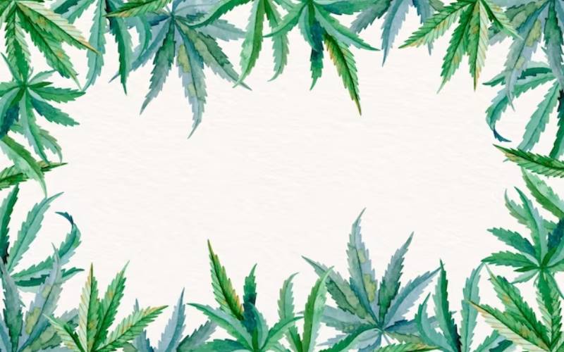 cannabis card Naples