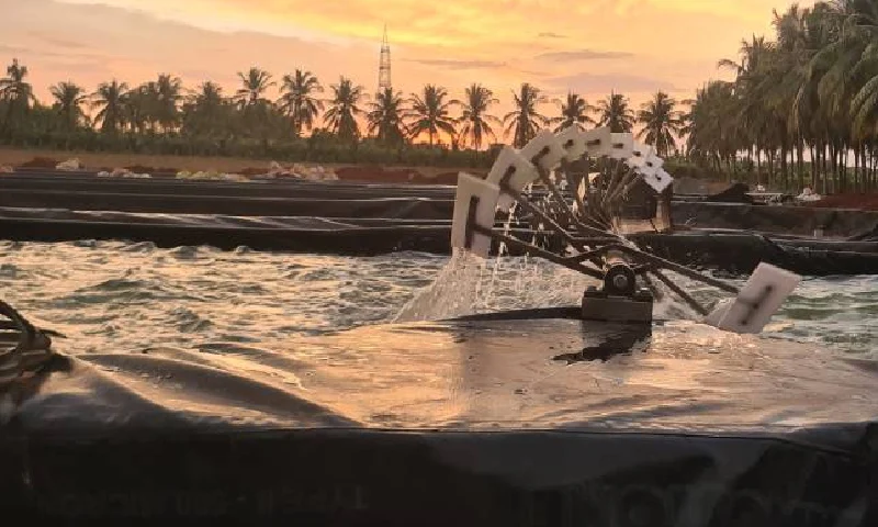 spirulina farming solution